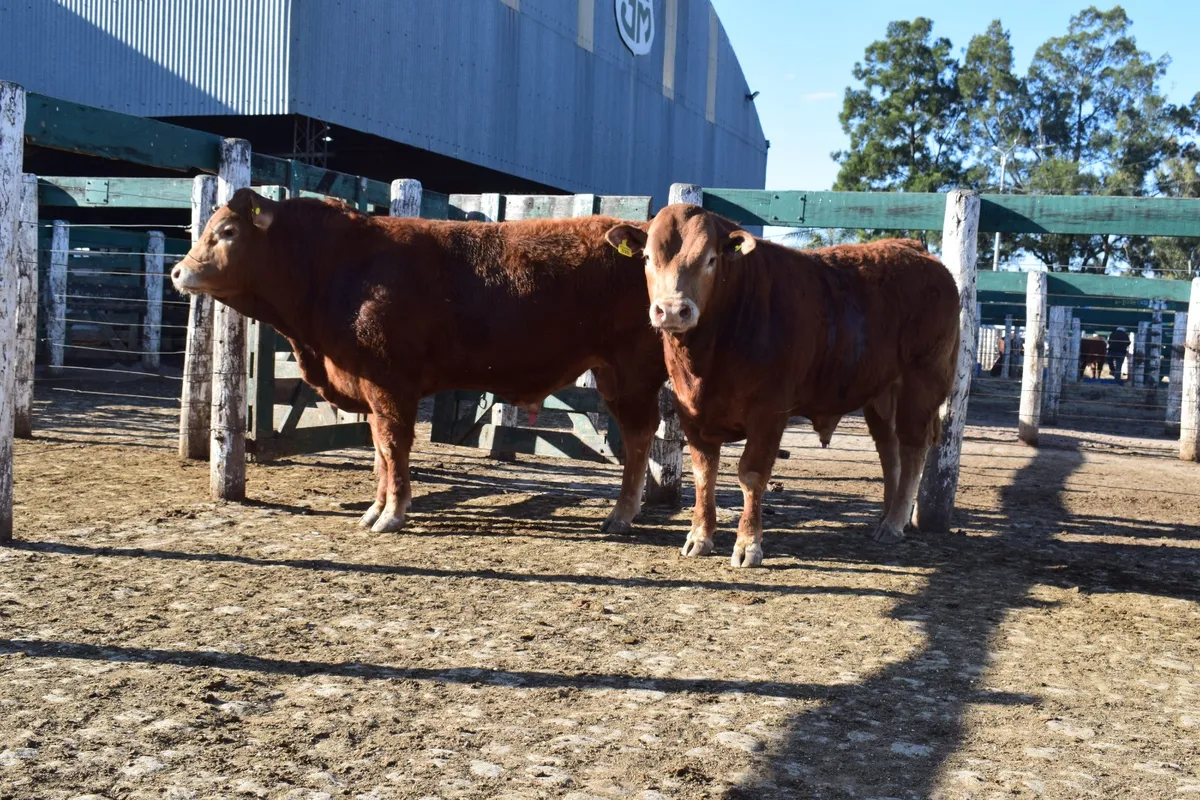La raza Limousin celebra su 40° Exposición Nacional en Jesús María